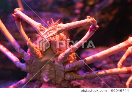 Big Alaskan crab specimen in underwater tank. Big Alaskan crab specimen in underwater tank. 66046744