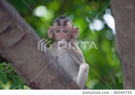 Cute monkey 66046788
