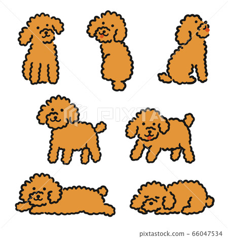 Toy Poodle cute illustration Toy Poodle cute illustration 66047534