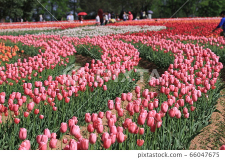 EOS7D色拉鬱金香農場2018第31部分 66047675