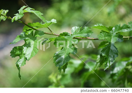Mulberry young leaves 66047740
