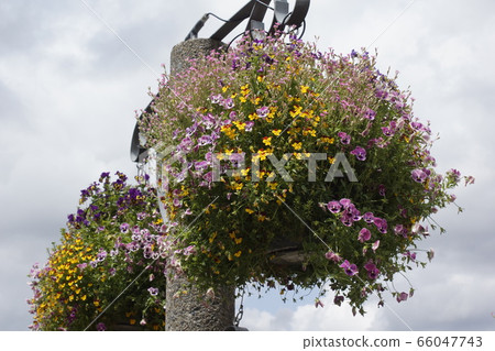 Pansy piola Pansy piola 66047743