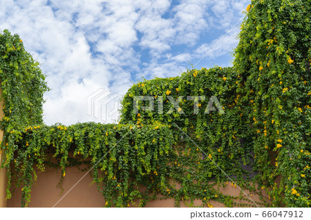 Vintage roof with green plant on blue sky 66047912