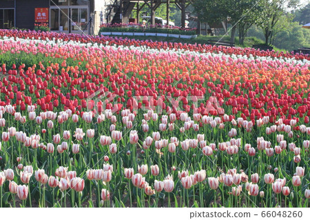 EOS7D Sera Tulip Farm 2018 Part 58 EOS7D Sera Tulip Farm 2018 Part 58 66048260
