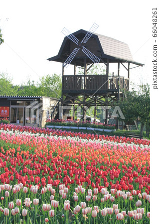 EOS7D Sera Tulip Farm 2018 Part 59 EOS7D Sera Tulip Farm 2018 Part 59 66048261