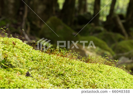 許多綠色的苔蘚孢子體 許多綠色的苔蘚孢子體 66048388