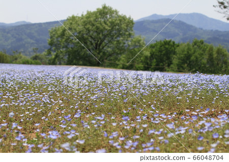 EOS7D Sera的Nemophila 2018第35部分 66048704