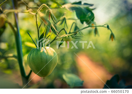 organic tomatoes ripening in a glass, vegetables without chemicals. organic tomatoes ripening in a glass, vegetables without chemicals. 66050170