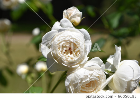 白玫瑰花 白玫瑰花 66050183