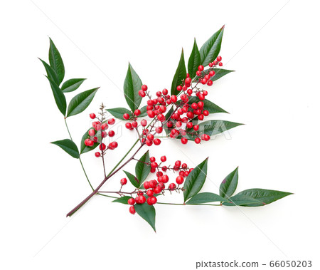 Southern Southern 66050203