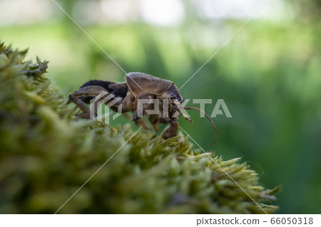 Mole cricket (Gryllotalpa gryllotalpa) Mole cricket (Gryllotalpa gryllotalpa) 66050318
