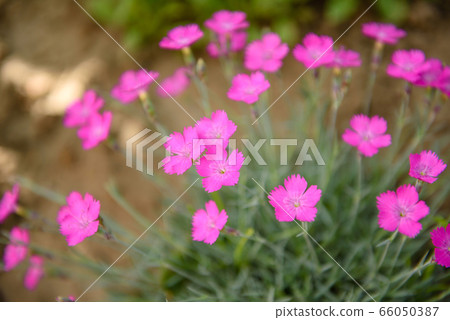 Pink maiden pink dianthus deltoides flower leaves 66050387