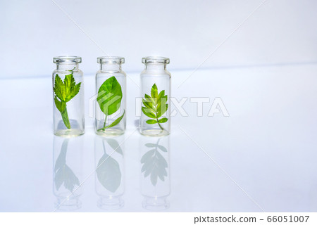 Bottles with herbs, natural essential oil, organic cosmetics on white background 66051007