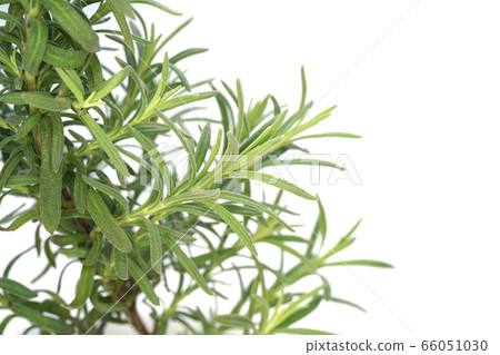 Lavender St Ecas Alpa Lavender St Ecas Alpa 66051030