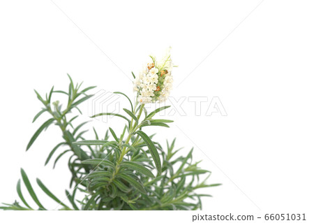 Lavender St Ecas Alpa Lavender St Ecas Alpa 66051031