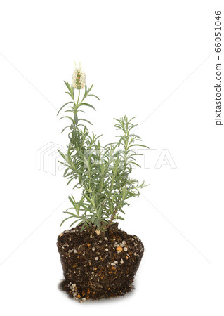 Lavender St Ecas Alpa 66051046