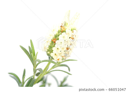 Lavender St Ecas Alpa 66051047