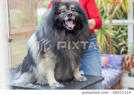 Trimed Wolf Spitz Dog Is Looking At The Camera Stock Photo