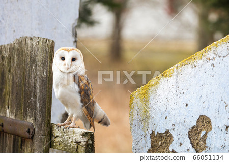 Barn owl sitting on the fence Barn owl sitting on the fence 66051134