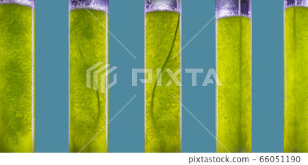 Photobioreactor in Algae fuel biofuel industry.  66051190