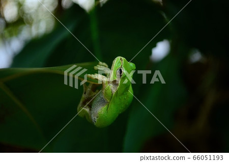 樹蛙，藍蛙 66051193