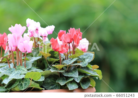 仙客來 仙客來 66051243