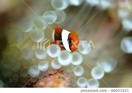 Anemone fish Anemone fish 66051831