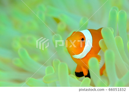 Anemone fish Anemone fish 66051832