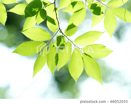 Fresh green zelkova leaves Fresh green zelkova leaves 66052035