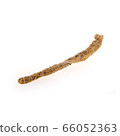 Ginseng or Dried Ginseng on a background new. 66052363