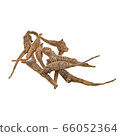 Ginseng or Dried Ginseng on a background new. 66052364