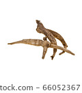 Ginseng or Dried Ginseng on a background new. 66052367