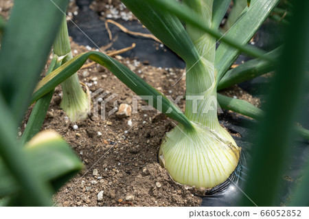 洋蔥栽培菜園（五月） 66052852