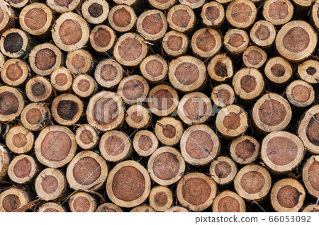 Wood just cut from the mountain 66053092