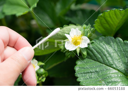 草莓花（To蟲菊）家庭花園人工授粉五月 66053188