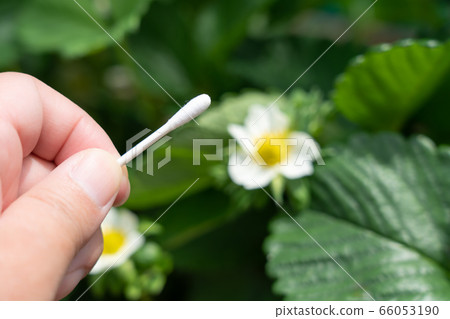 草莓花（To蟲菊）家庭花園人工授粉五月 66053190