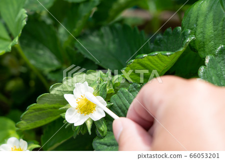 Strawberry Flower (Tochiotome) Home Garden Artificial Pollination May 66053201