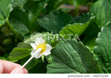 Strawberry Flower Tochiotome Home Garden Stock Photo 66053206 Pixta