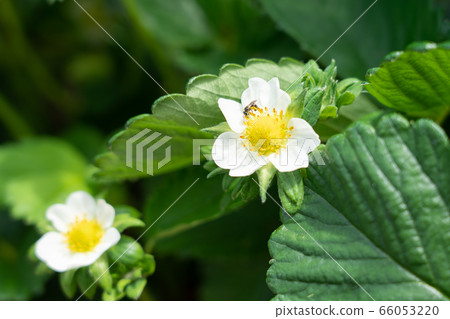 Strawberry flower (Tochiotome) kitchen garden insect May 66053220