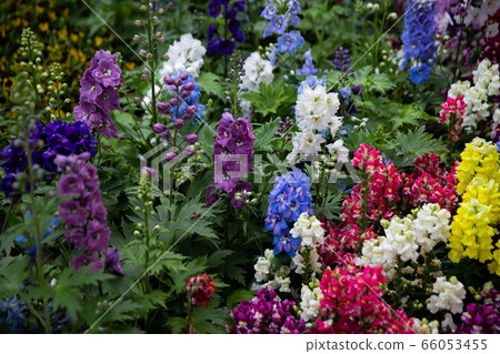 花園裡五顏六色的紅色、黃色、白色、紫色、粉紅色和紫色花朵，背景， 66053455