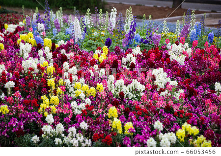 The garden's gorgeous red, yellow, white, purple, pink and purple flowers, background, 66053456