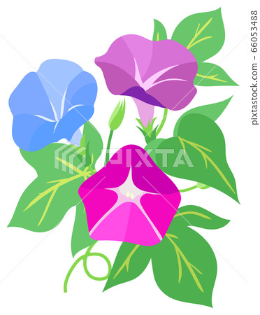 Morning glory illustration Morning glory illustration 66053488