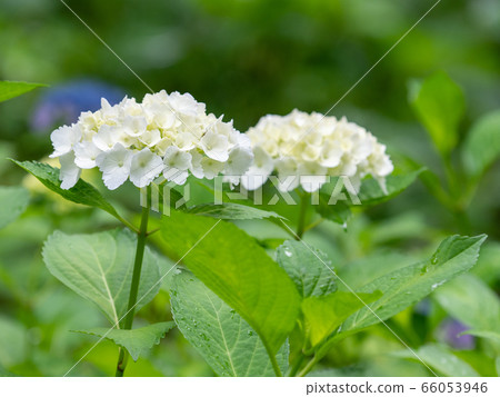 雨後的八仙花盛開 雨後的八仙花盛開 66053946