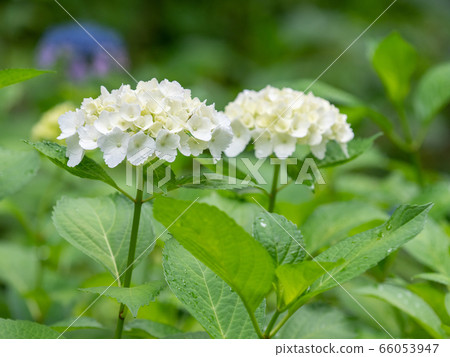 Hydrangea blooming freshly after the rain Hydrangea blooming freshly after the rain 66053947