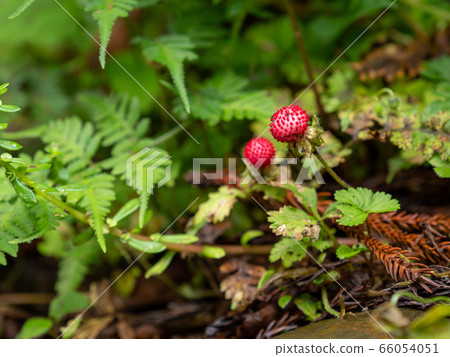 雨後的鮮紅蛇草莓 66054051
