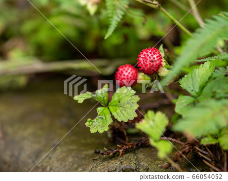 雨後的鮮紅蛇草莓 66054052