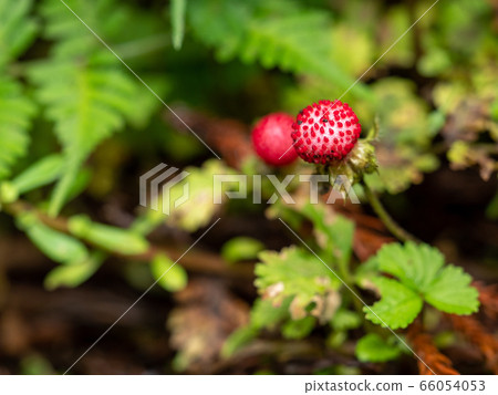 雨後的鮮紅蛇草莓 66054053