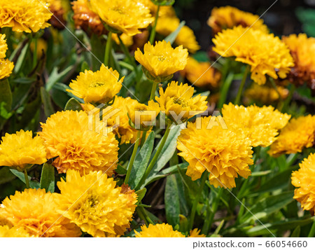 Marigold in full bloom after the rain 66054660