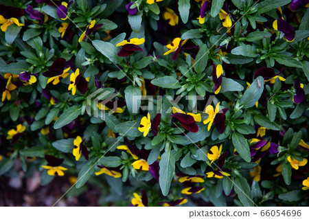 五顏六色的黃色花朵和綠色的樹葉和莖在花園裡，背景 66054696