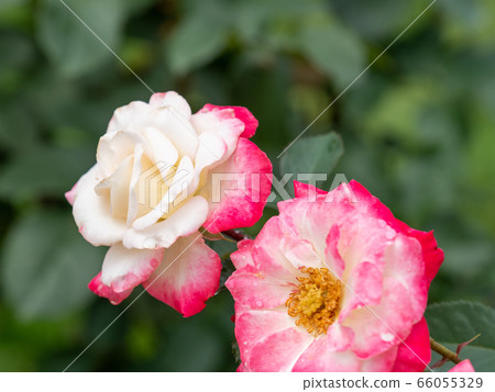 Full blooming roses after the rain 66055329